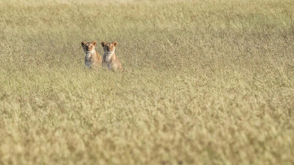 Lions in the high grass in the Maasaimara, Kenya

