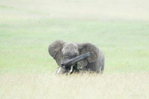 Elephant in the high grass, Maasaimara, kenya.
