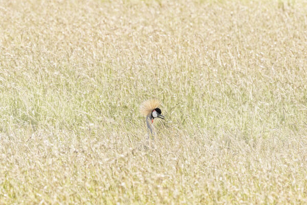 grey crowned crane (Balearica regulorum) in the high grass, Maasaimara, Kenya