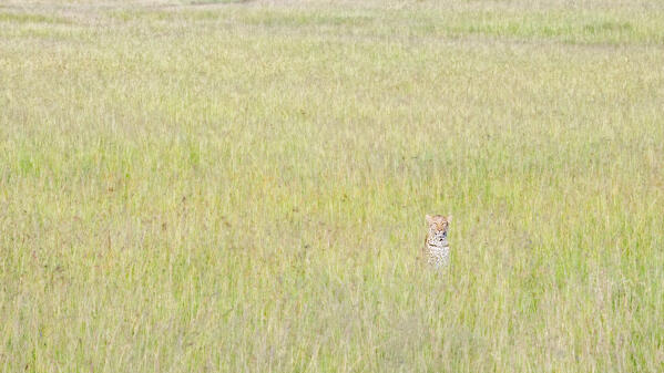 Leopard in the high grass, maasaimara, Kenya