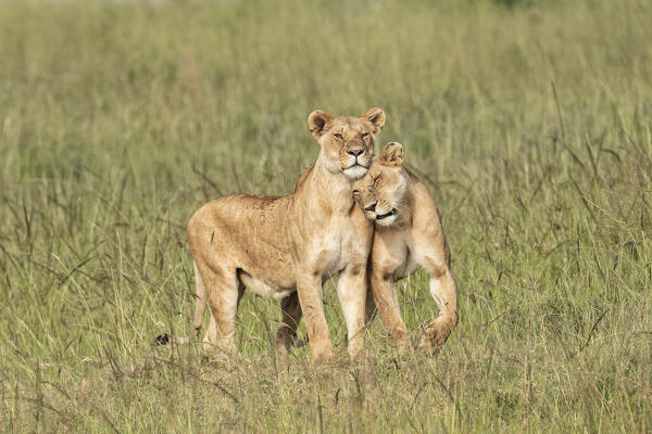 Lions in the high grass in the Maasaimara, Kenya
