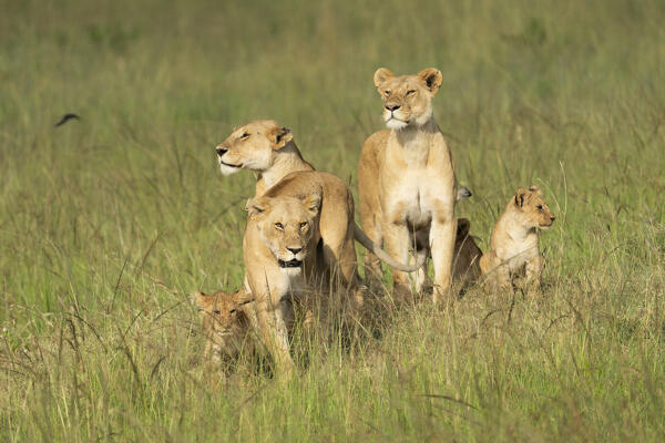 Lions in the high grass in the Maasaimara, Kenya
