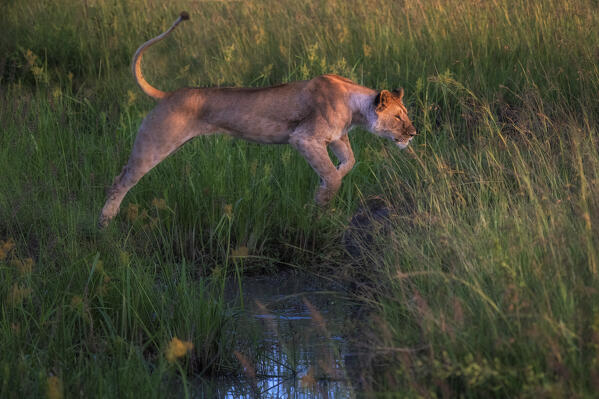 Lioness jumping over a stream in the Maasaimara, Kenya