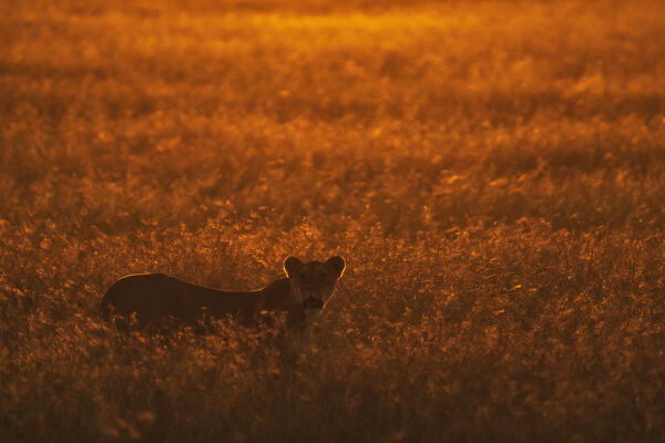 Lioness at sunrise in the Maasaimara, Kenya
