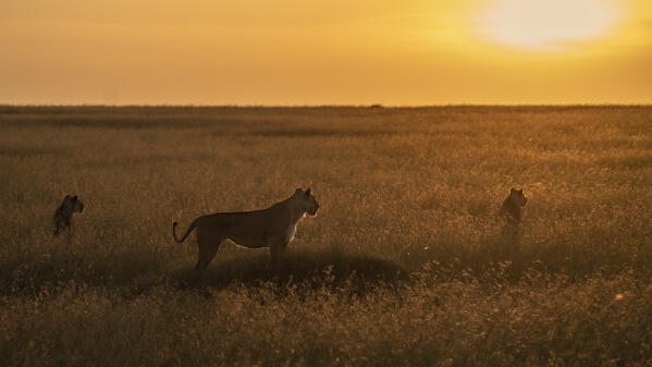 Lioness at sunrise in the Maasaimara, Kenya
