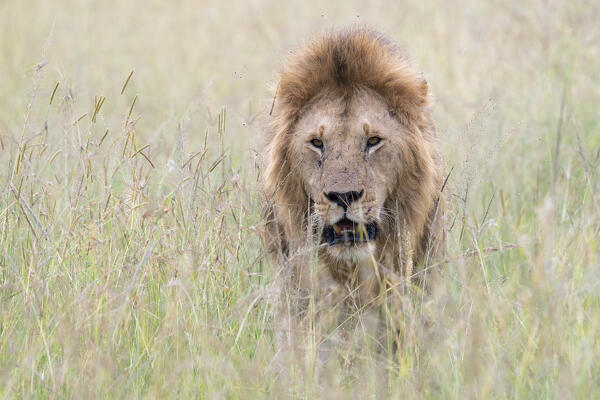 Male lion in the Maasaimara, Kenya
