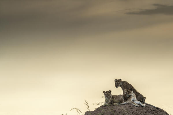 Lion cubs in the Maasaimara grassland, Kenya
