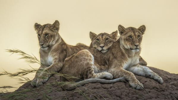 Lion cubs in the Maasaimara grassland, Kenya
