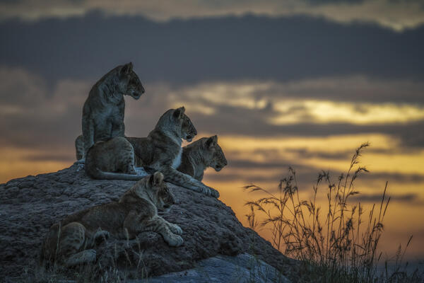 Lion cubs in the Maasaimara grassland, Kenya
