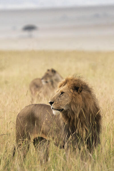 Male lion in the Maasaimara, Kenya
