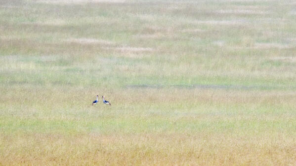 grey crowned crane (Balearica regulorum) in the high grass, Maasaimara, Kenya
