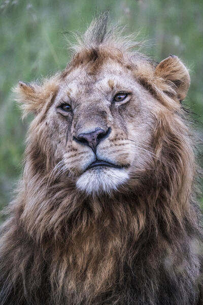 Male lion in the Maasaimara, Kenya
