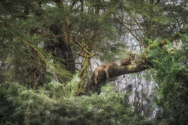 Lion resting on a tree in Lake Nakuru National Park, Nakuru, Kenya.
