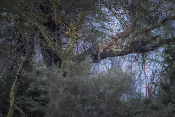 Lion resting on a tree in Lake Nakuru National Park, Nakuru, Kenya
