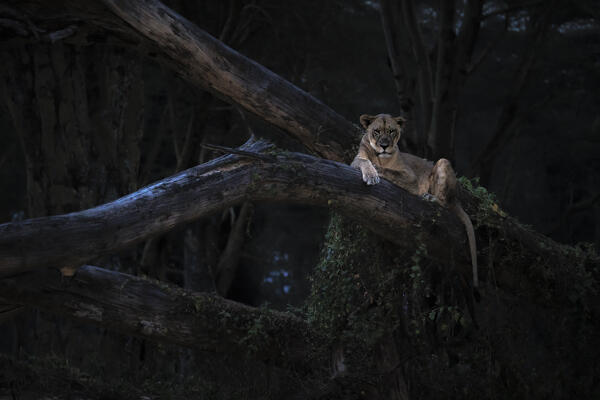 Lion resting on a tree in Lake Nakuru National Park, Nakuru, Kenya

