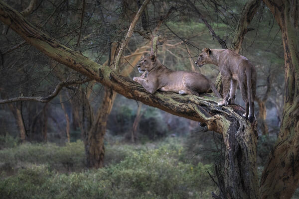 Lion resting on a tree in Lake Nakuru National Park, Nakuru, Kenya
