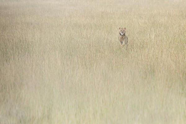Lion in the high grass in the Maasaimara, Kenya