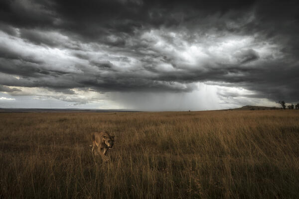 A lioness in the high grass, Maasaimara, Kenya

