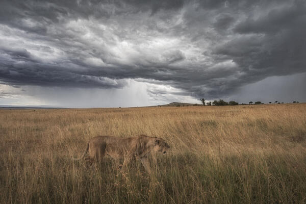 A lioness in the high grass, Maasaimara, Kenya

