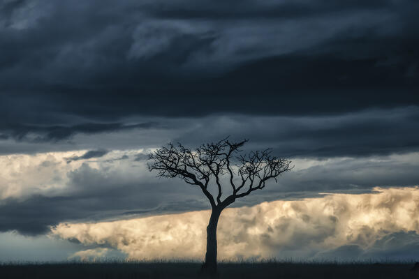 Acacia tree in the grassland of the Maasaimara, Kenya
