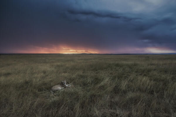 Lions in the grassland, Maasaimara, Kenya
