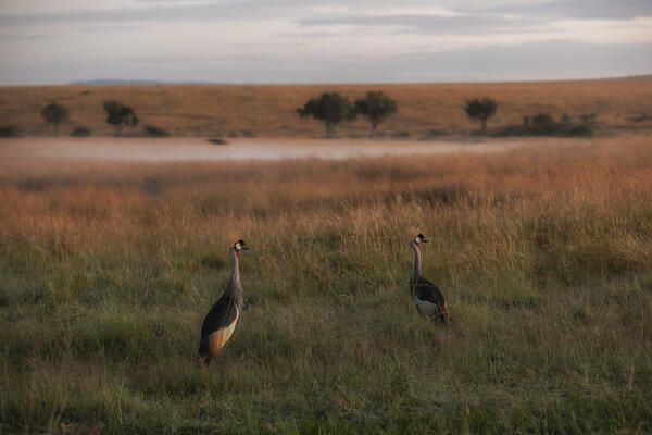 grey crowned crane (Balearica regulorum) in the high grass, Maasaimara, Kenya
