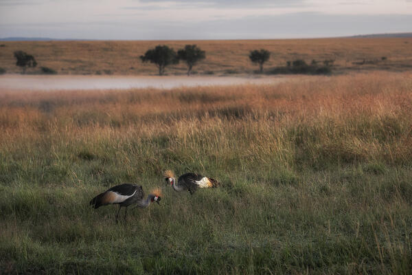 grey crowned crane (Balearica regulorum) in the high grass, Maasaimara, Kenya
