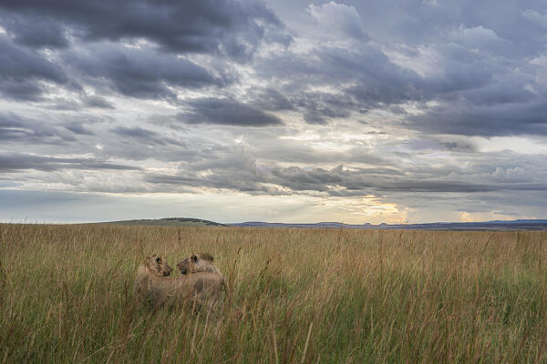 Lions in the high grass in the Maasaimara, Kenya

