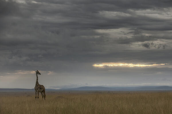 Masai giraffe (Giraffa camelopardalis tippelskirchi or Giraffa tippelskirchi) in the grassland of the Maasaimara, Kenya

