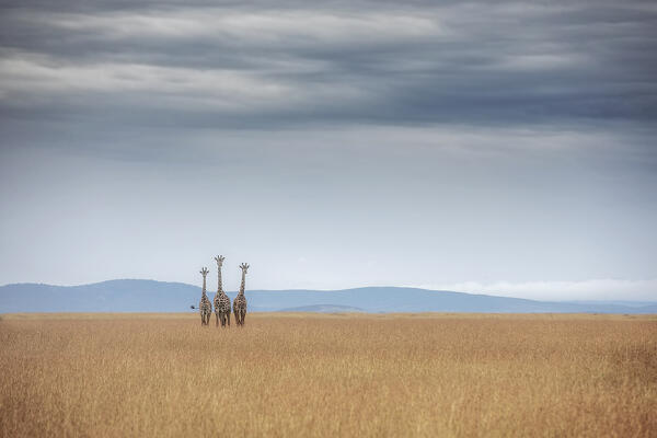 Masai giraffe (Giraffa camelopardalis tippelskirchi or Giraffa tippelskirchi) in the grassland of the Maasaimara, Kenya

