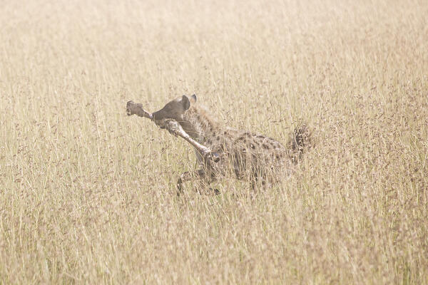 Spotted hyena in the Maasaimara, Kenya

