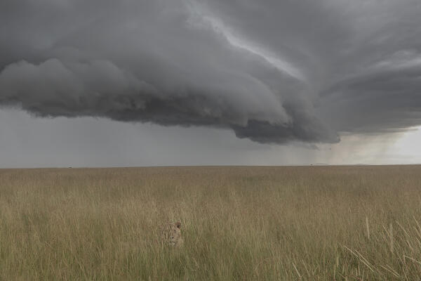 A male lion in the grassland, Maasaimara, Kenya
