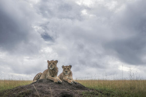 Lion cubs in the Maasaimara grassland, Kenya
