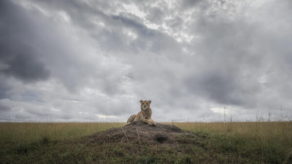 Lion cubs in the Maasaimara grassland, Kenya
