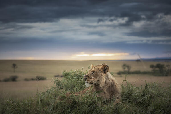 Male lion in the Maasaimara, Kenya
