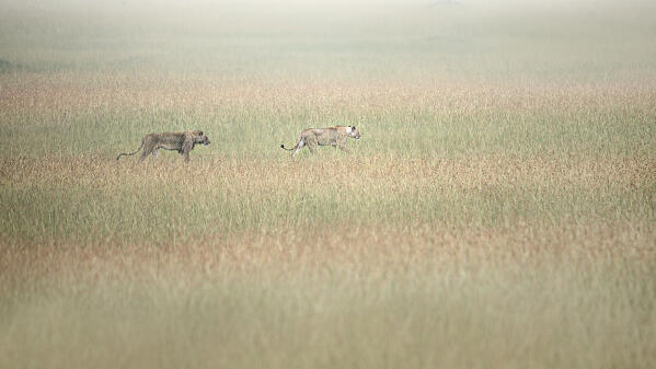 Lions in the grass, Maasaimara, Kenya
