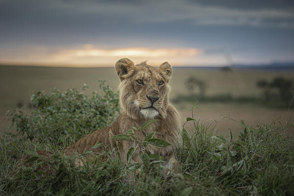 Male lion in the Maasaimara, Kenya
