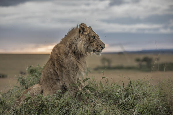 Male lion in the Maasaimara, Kenya

