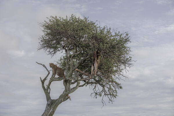 Leopard on top of a tree with a fresh kill, maasaimara national reserve, Kenya