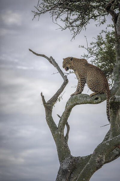 Leopard on top of a tree, maasaimara national reserve, Kenya