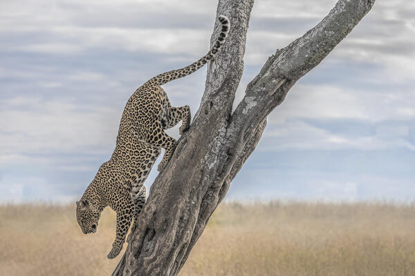 Leopard climbing down a tree, Maasaimara, Kenya
