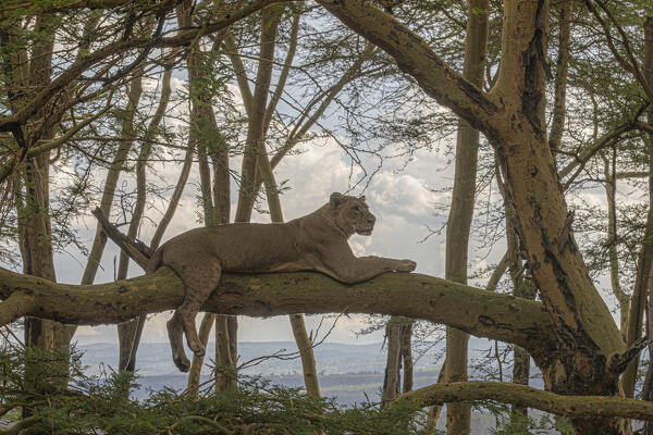 Lion resting on a tree in Lake Nakuru National Park, Nakuru, Kenya
