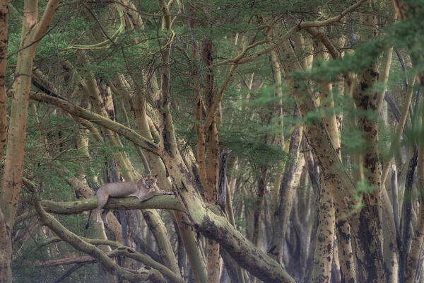 Lion resting on a tree in Lake Nakuru National Park, Nakuru, Kenya
