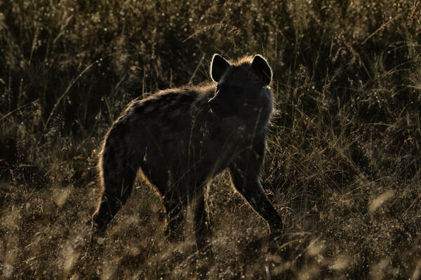 Spotted hyena at sunrise