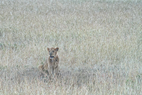 Lion in the grass, Maasaimara, Kenya