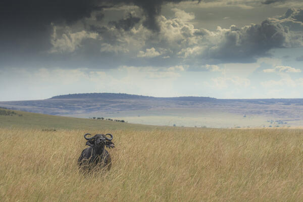 Buffalo in the high grass, Maasaimara, Kenya
