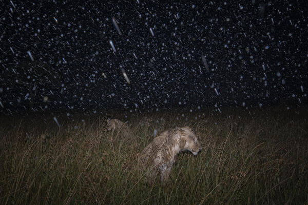 Lions in the grass, Maasaimara, Kenya