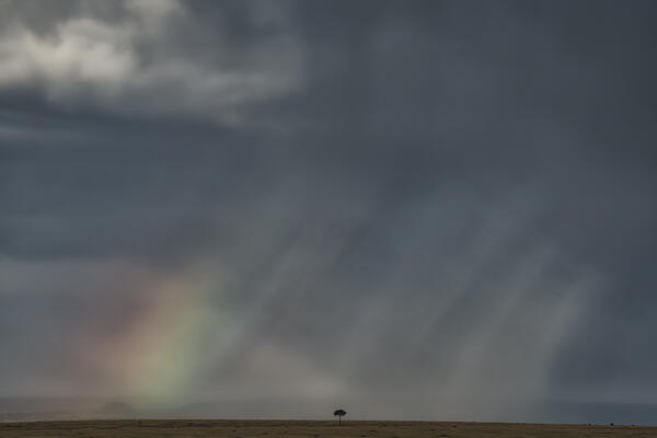 Acacia tree in the grassland of the Maasaimara with rainbow, Kenya