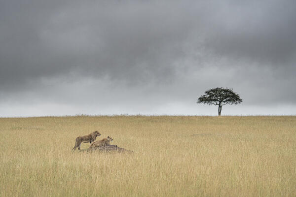 Lions in the grass, Maasaimara, Kenya