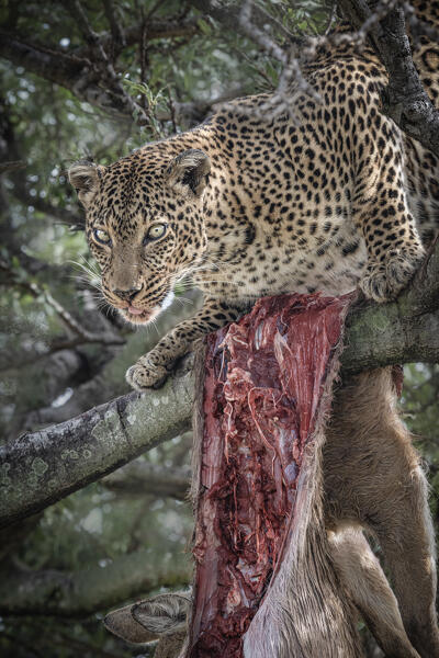Leopard on top of a tree with a fresh kill, maasaimara national reserve, Kenya
